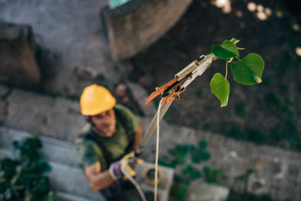 Best Hedge Trimming  in Alanes Ridge, CA