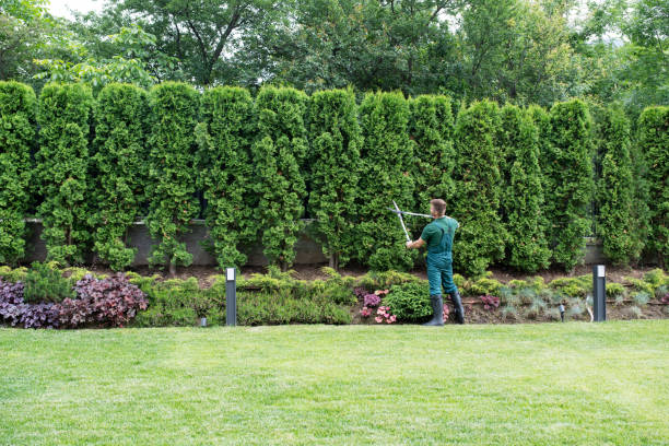 Professional Tree Services in Acalanes Ridge, CA